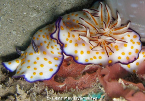 Beautiful risbecia and her eggs on "Balena" Wreck by Elena May Izyumskaya 